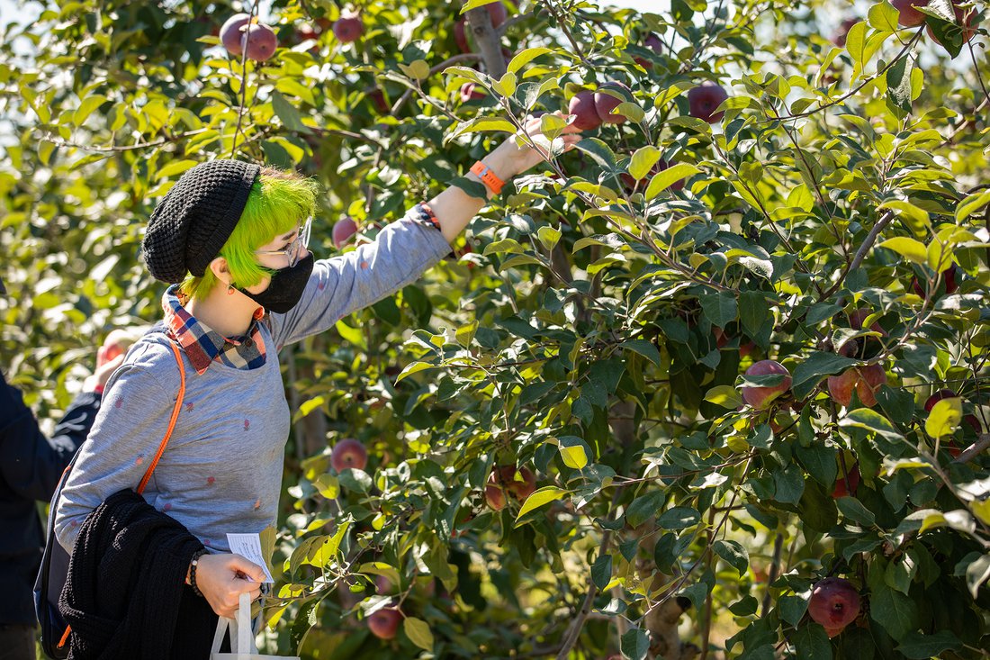 Students pick apples during a visit to Abbott’s Farm.